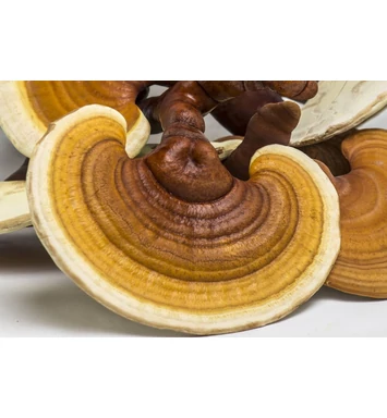 Ganoderma lucidum: Az új superfood?